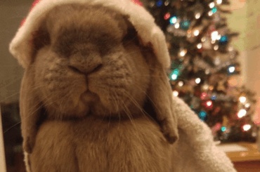 Guess Who’s Ready for Christmas? This Little Fluffball!