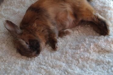 After eating the wall, it's time for a well-deserved rest