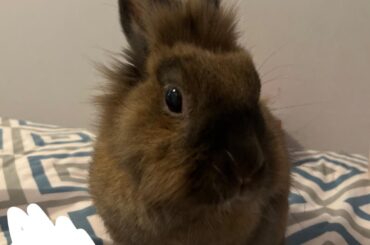 Are we sleeping with our bunnies?