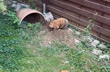 My 9 year old bun started digging again!