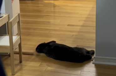 I’ve had cats, dogs and rabbits my whole life and I’ve never had such a chill and unbothered animal like Jet. He’s very well fed and hay 24/7 but you can hear that Sarah McLaughlin song as he lays there.