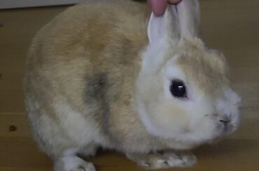 Beans passed away early this morning after a month of fighting EC (February 2014 - October 24, 2025)