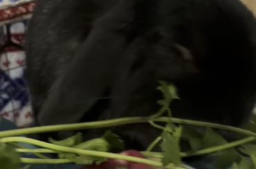 how a bunny with no front teeth attacks a cilantro (spoiler: he figures it out at the end)
