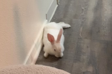 What is Killdozer doing??