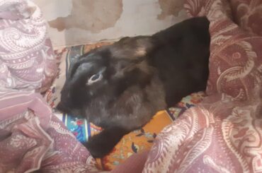 I am losing my 10 year old rabbit.