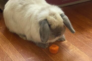I need to rehome my girl in the Mount Jackson VA area.