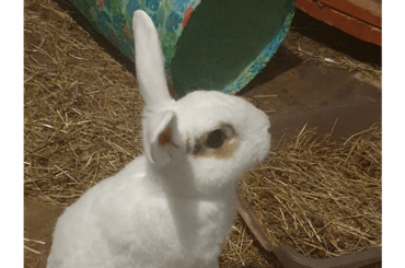 May I present: Captain Samuel Wabbit Vimes, standing to attention.