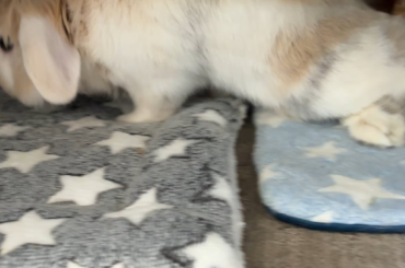 Bunny dragging back legs