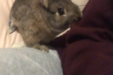 hooman can I get some attention pls?