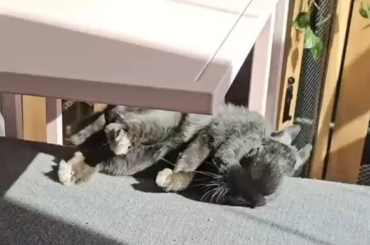 Sunbathing gone wrong...oops