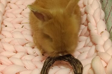 My bunny can jump out from her fence already.. im worried that our dog can bite her 😭 she is just 6 weeks old.