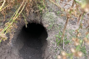 Burrowing Bunnies