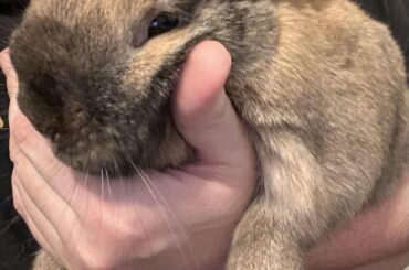 Bunny Quirks