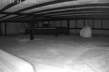 Please help. Saw footage of bunny doing something strange.