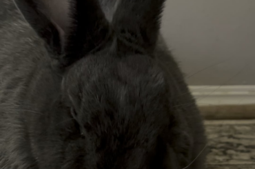 Minnow is the lop antithesis