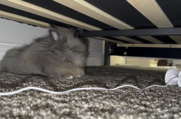 Bun Hates His Bun Cam