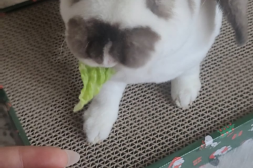 Your daily dose of Frankie