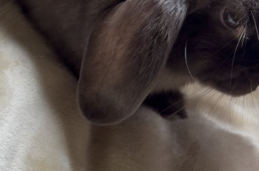 Is this "purring"?