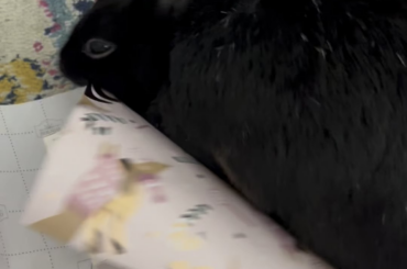 Miss Tiggles is great at helping. Couldn’t have done it without her!