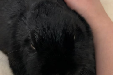 Miss Tiggles does this when I pet her. Is she okay?