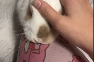 i give him pets he gives me licks