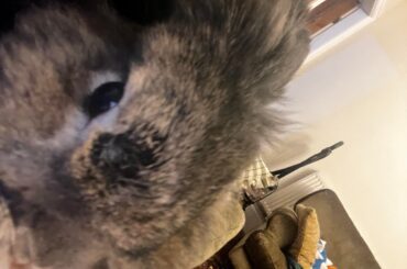Normal for bunnies to get a crusty spot / scab?