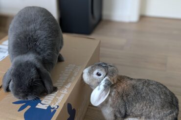 When the food order arrives, the hoomans arent even allowed to open the box without supervision. Rosie and Samwise need to taste test every order and confirm it is up to their standard.