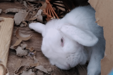 Cry havoc and unleash the buns of war. Boudicca had a busy morning.