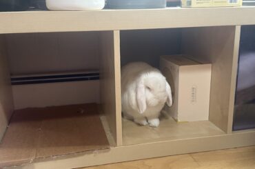 Do you prefer to store your buns in your shelves or your drawers?