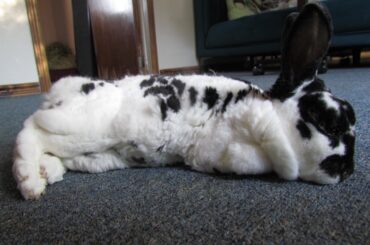 Meet my old lady, May. She's blind, part deaf, and will be 15 in two months. Every moment with her is precious