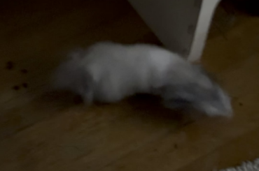 Is he okay? My friend took this video i was in the restroom when this was going on (check description pls)