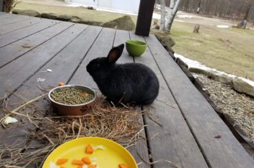 Having lunch with one of the bunnies on the porch. | #SparklegleamFarm