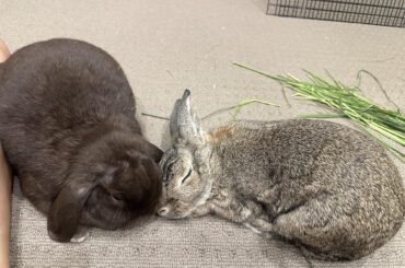 Behaviour change after bonding