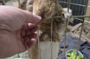 Ginger's smooshed little mouf