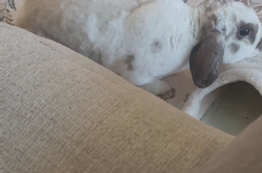 You daily dose of Frankie: Day 2