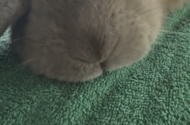 Breathing loudly when pet…