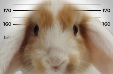 bunny shits and pees everywhere