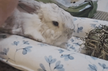 More unbothered Momo butt floof jiggled~