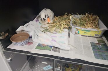 Just wanted to share a happy rabbit story