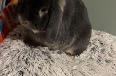 Vet suggestions?
