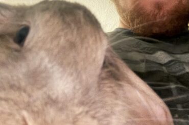 I showed u my bnuuy plz respond