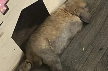 Advice needed for splay legged bun