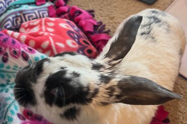 “pay attention to me hooman!!”