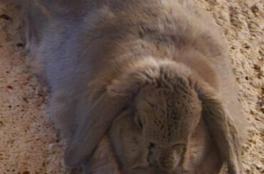 Need Advice for Getting a Bunny Friend