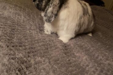 bunny bonding
