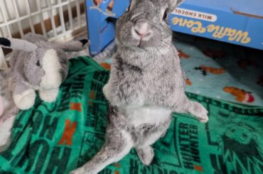 Bipedal Bugs Bunny looking rabbit