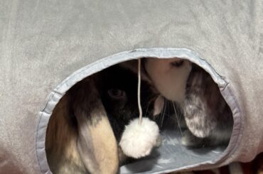 First night with my fosters! How many wood pellets for their box?