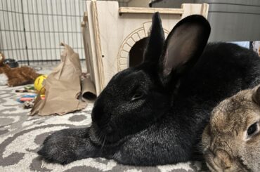 I think it’s so silly when they lay with their feets sticking out like this