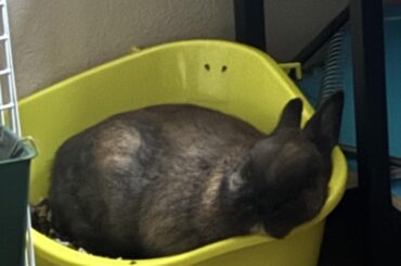 Does anyone else’s bunny CHOOSE the grossest litter box to sleep in??