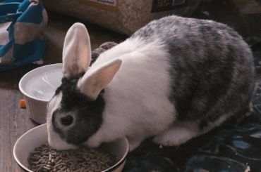 Can someone tell me what breed of rabbit I have